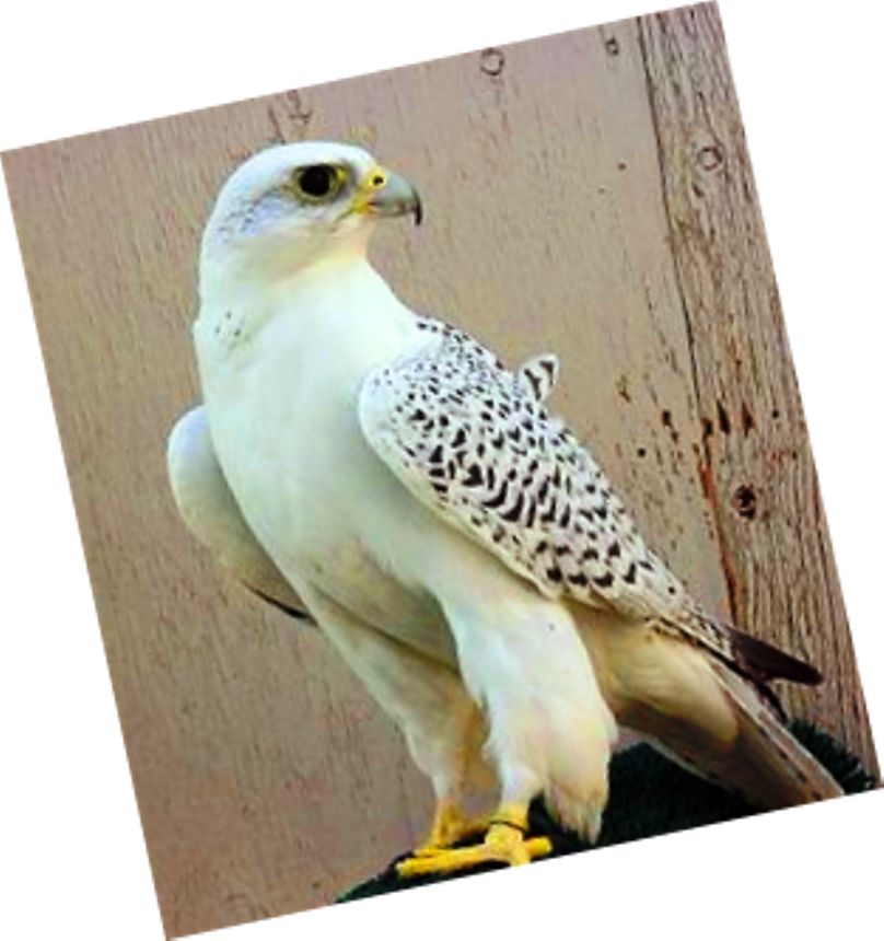 سلطان اسمانها