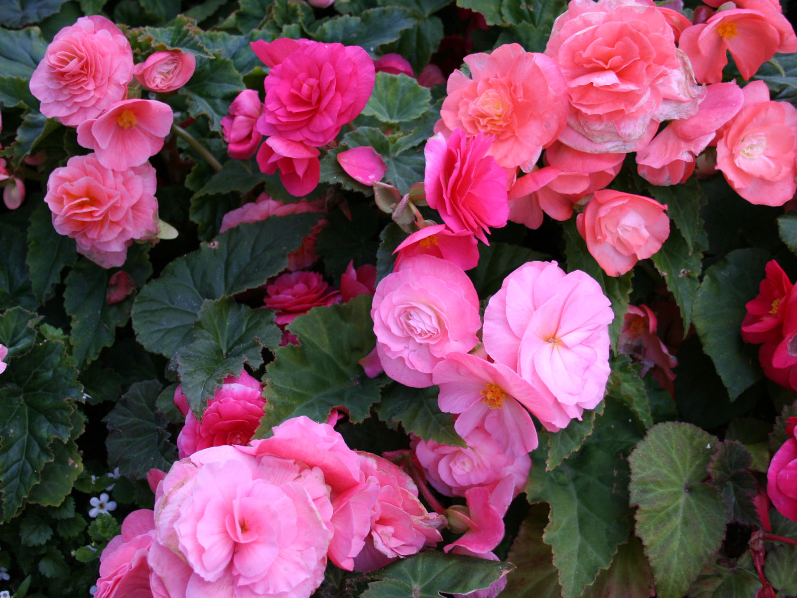 بهار می اید زمین زندگی از سر میگیرد